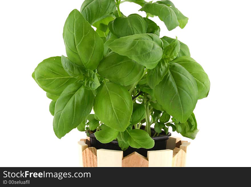 Basil leaves