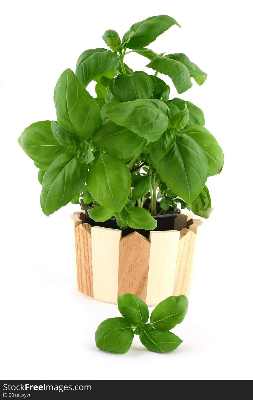 Basil leaves