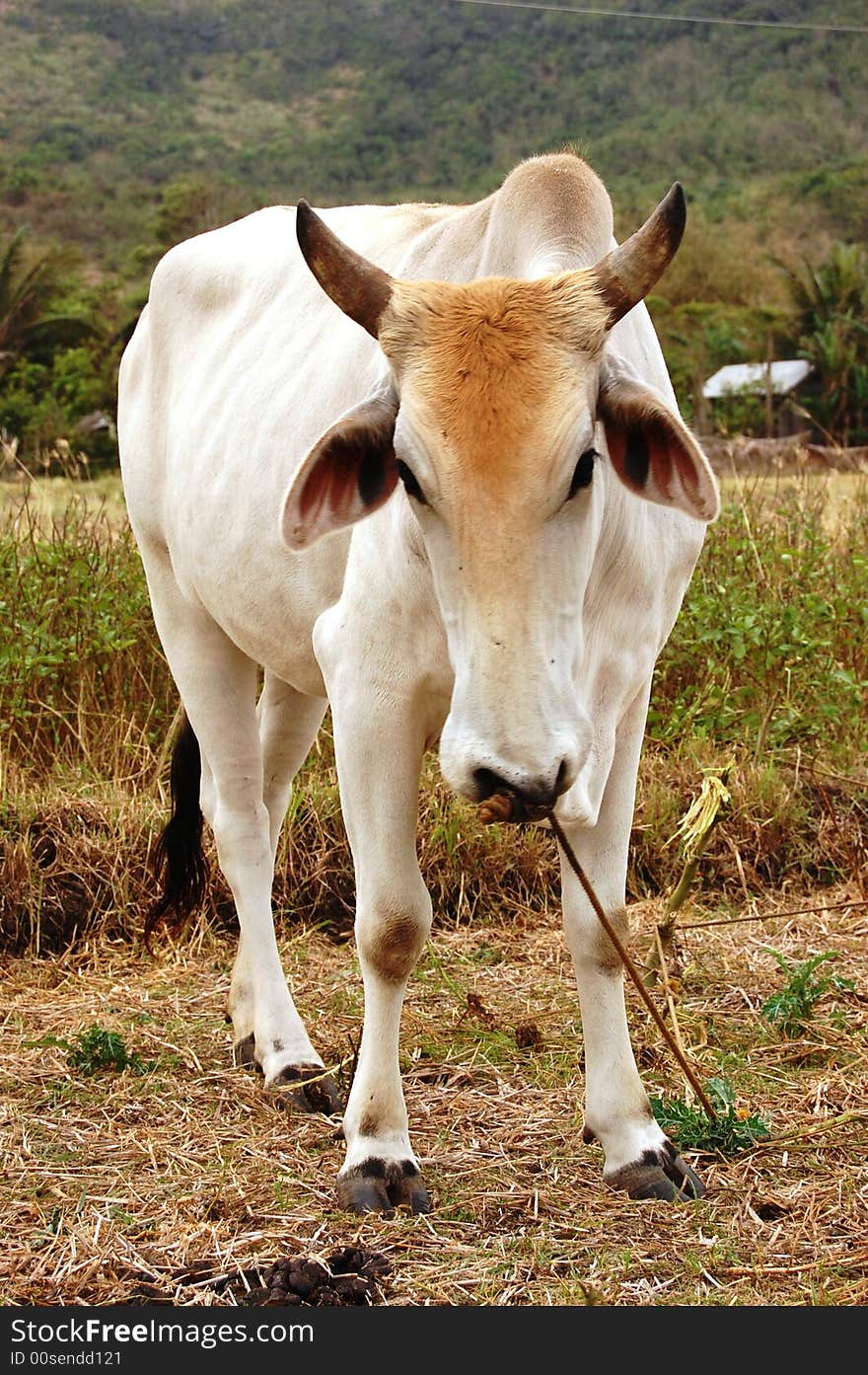 A brown cow in a farm in philippines. A brown cow in a farm in philippines