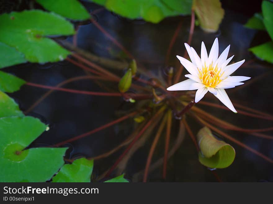 Purity Lotus