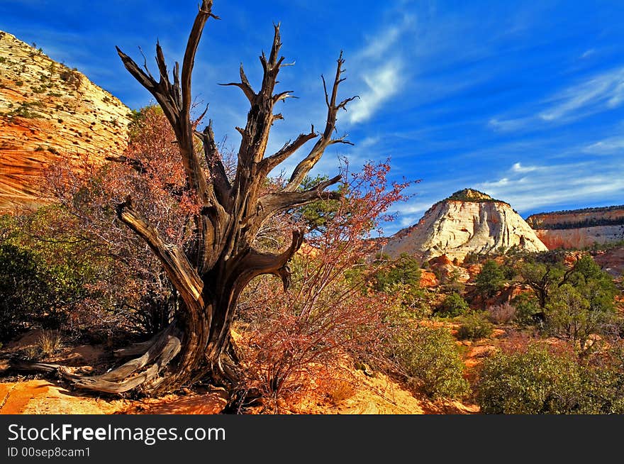 Dead tree