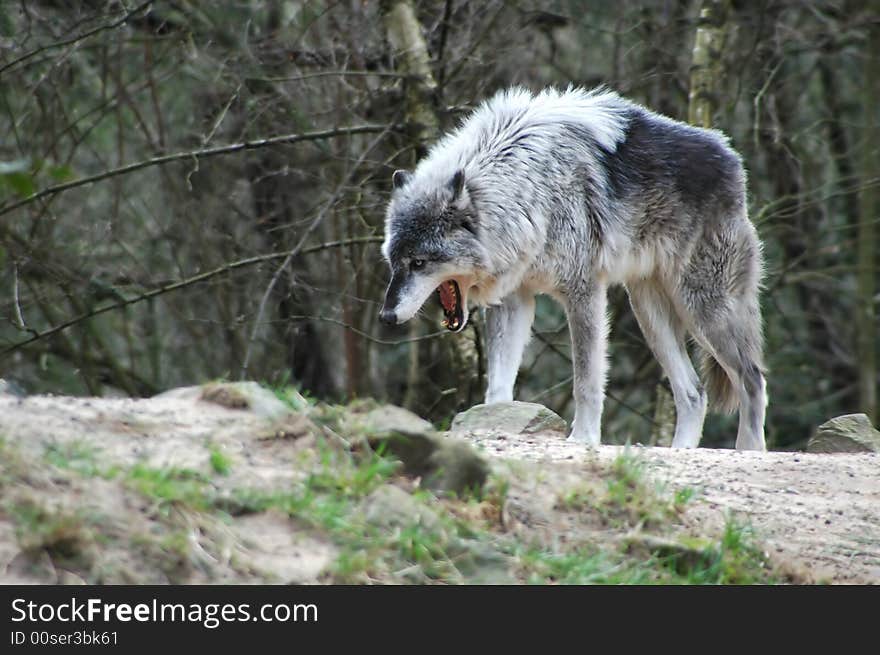 Wolf searching for food in the forest.