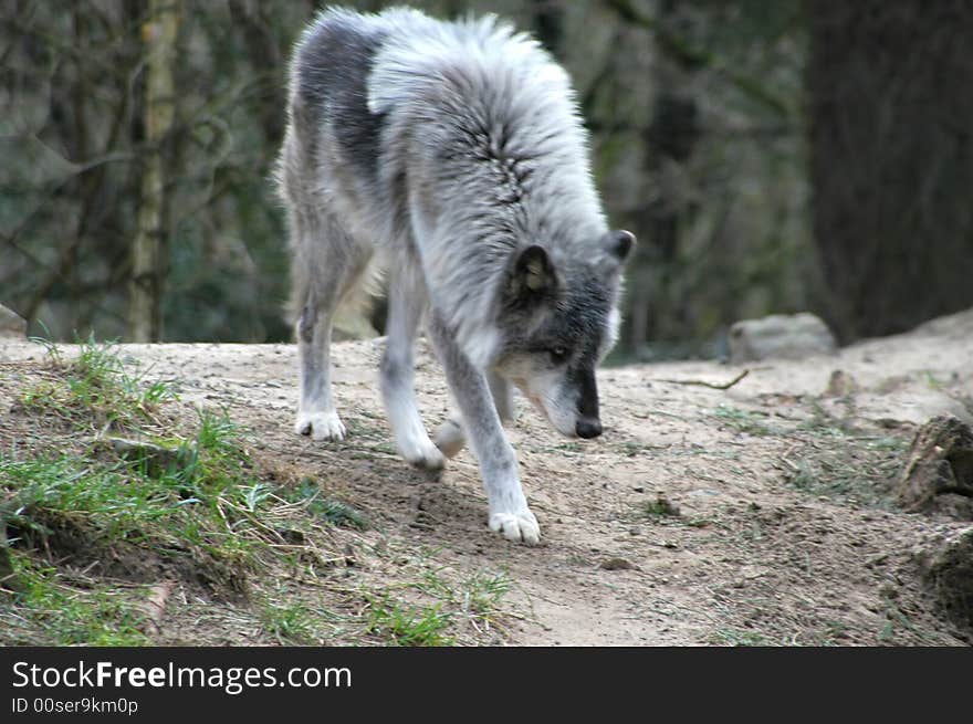 Wolf searching for food in the forest.