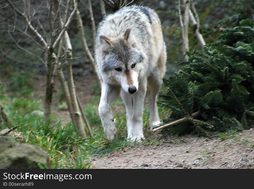 Wolf searching for food in the forest.