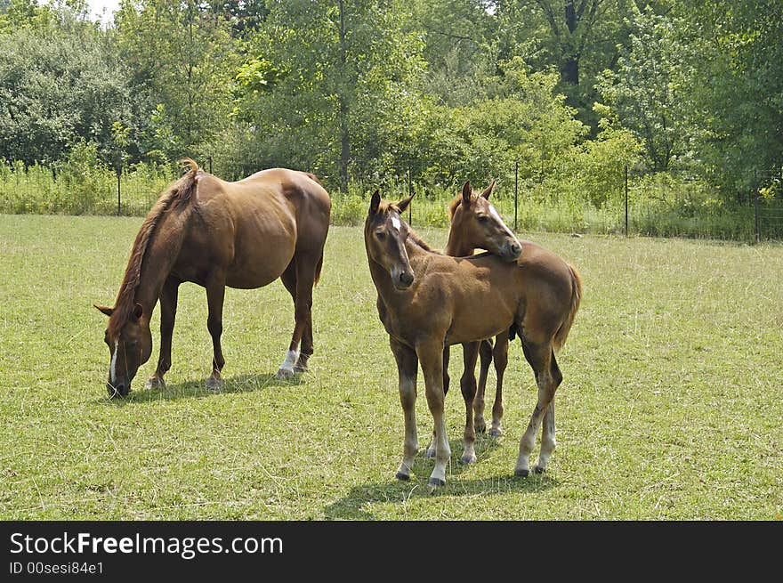 A picture of a mare and colts tken at a ranch in Indiana. A picture of a mare and colts tken at a ranch in Indiana