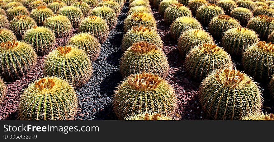 Row of Cactus