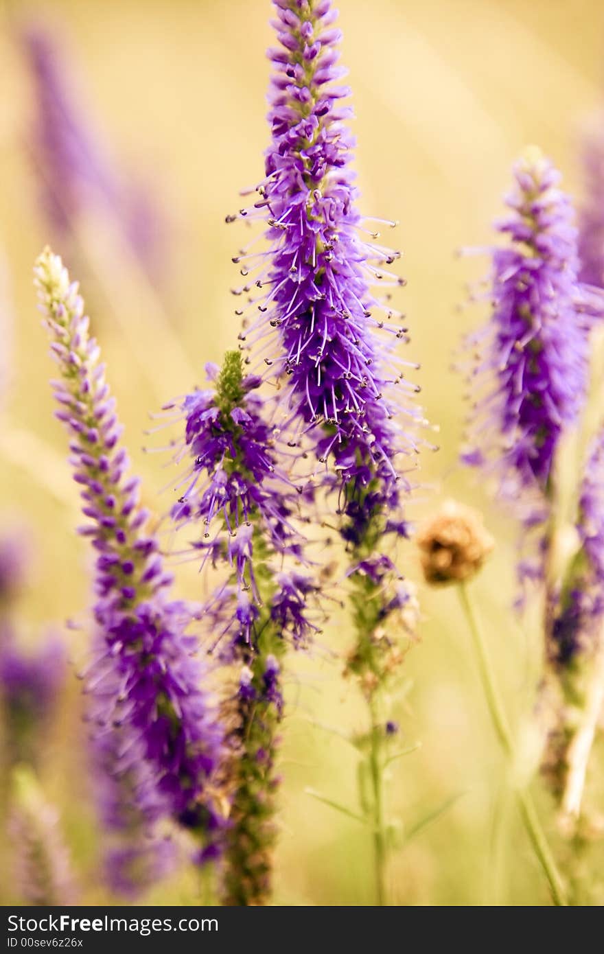 Violet flowers on green field