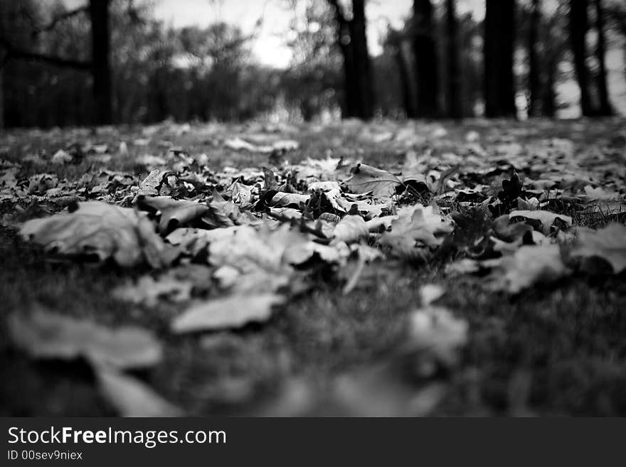 Maples in wood,november in Malacky