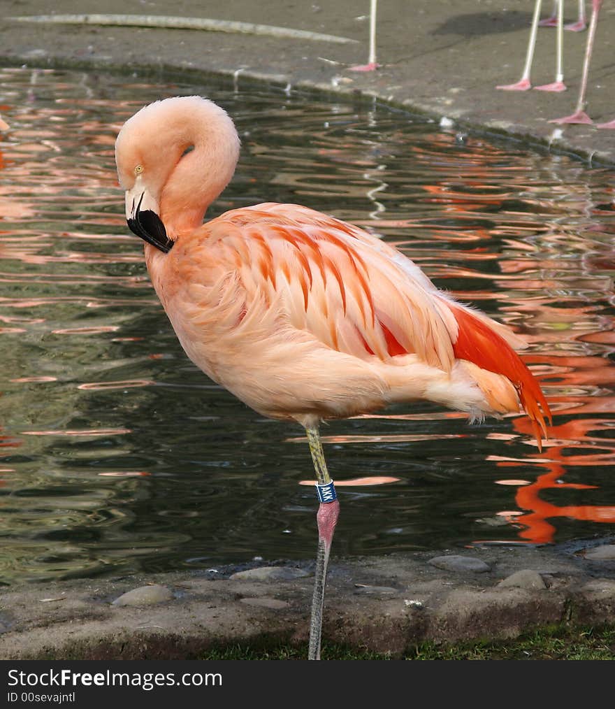 Flamingo