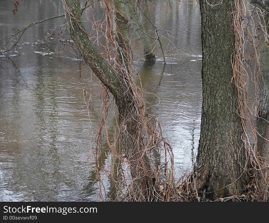 Photo of trees in the river in the early spring during a high water. Photo of trees in the river in the early spring during a high water