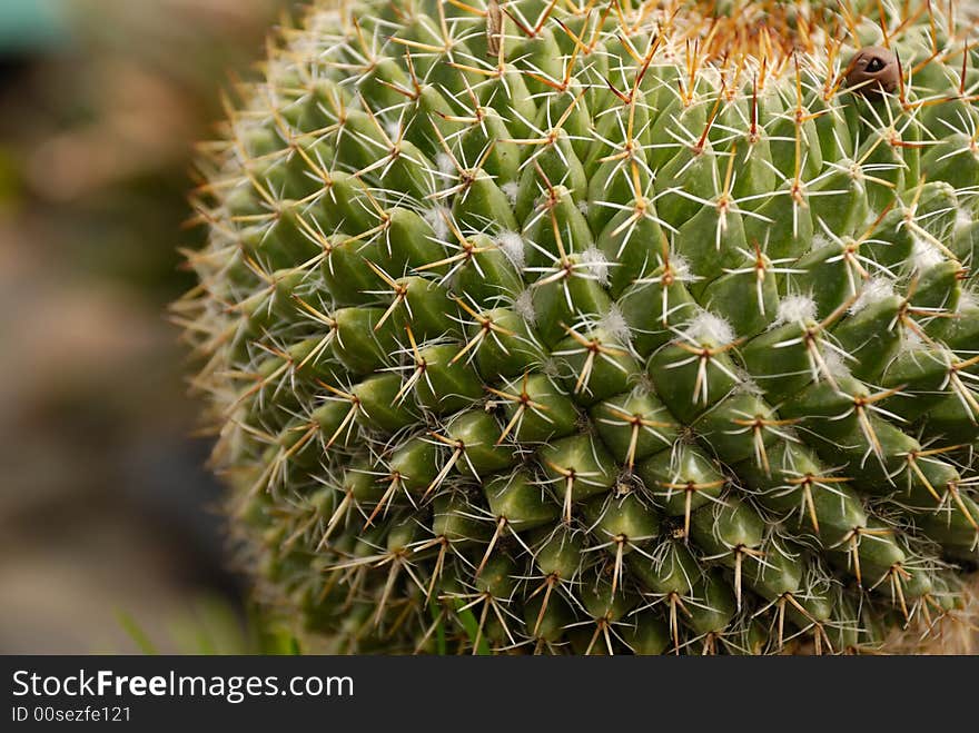 Close-up view of round cactus plant (mammillaria coahuilensis)