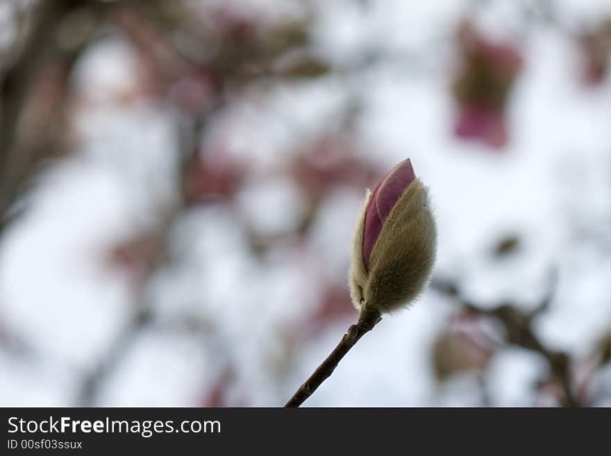 Magnolia bloom