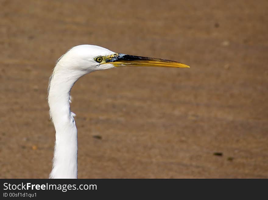 Heron walking on a beach, close-up. Heron walking on a beach, close-up