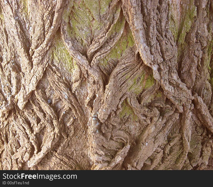 Photography of old tree bark