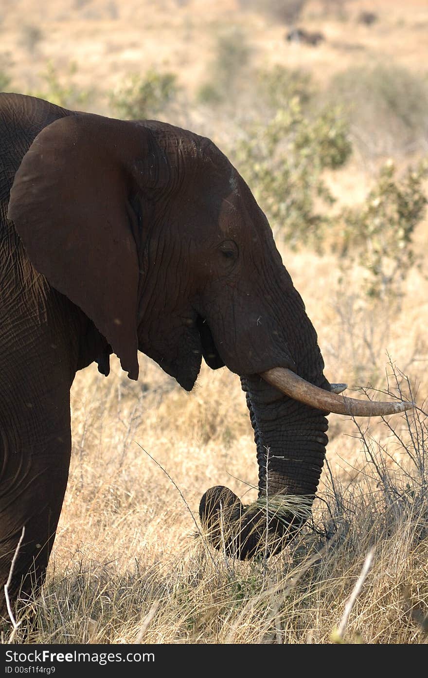 Head of a big African Elephant in the savanna (South Africa). Head of a big African Elephant in the savanna (South Africa)