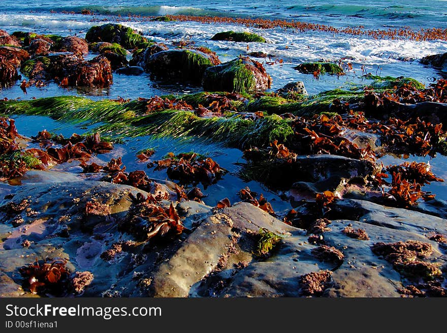 Rocks With Sea Grass