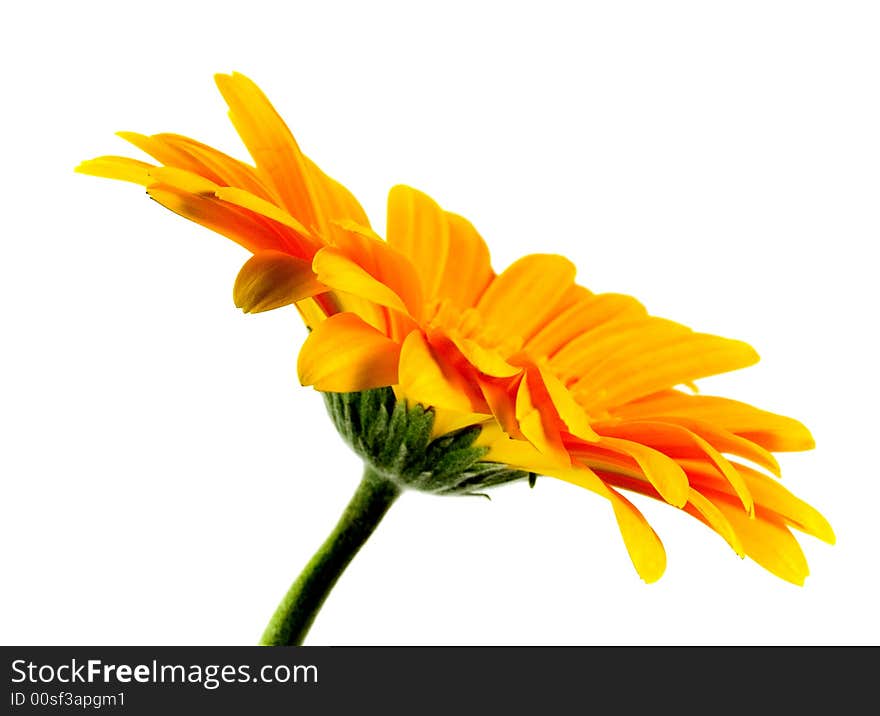 Gerber isolated on white background. Gerber isolated on white background