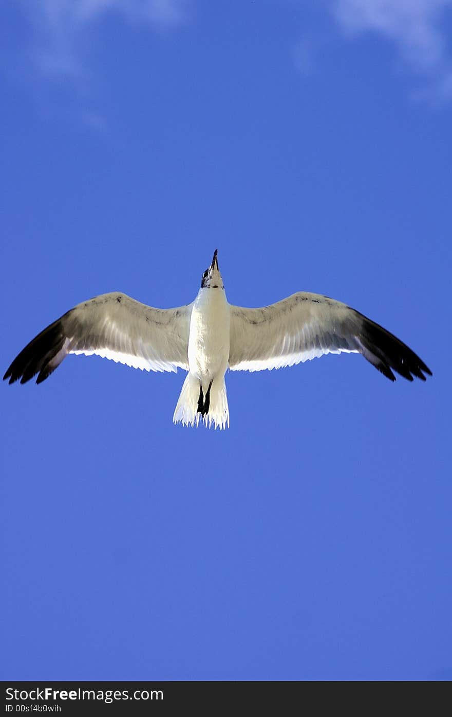 A seagull soaring in the blue sky