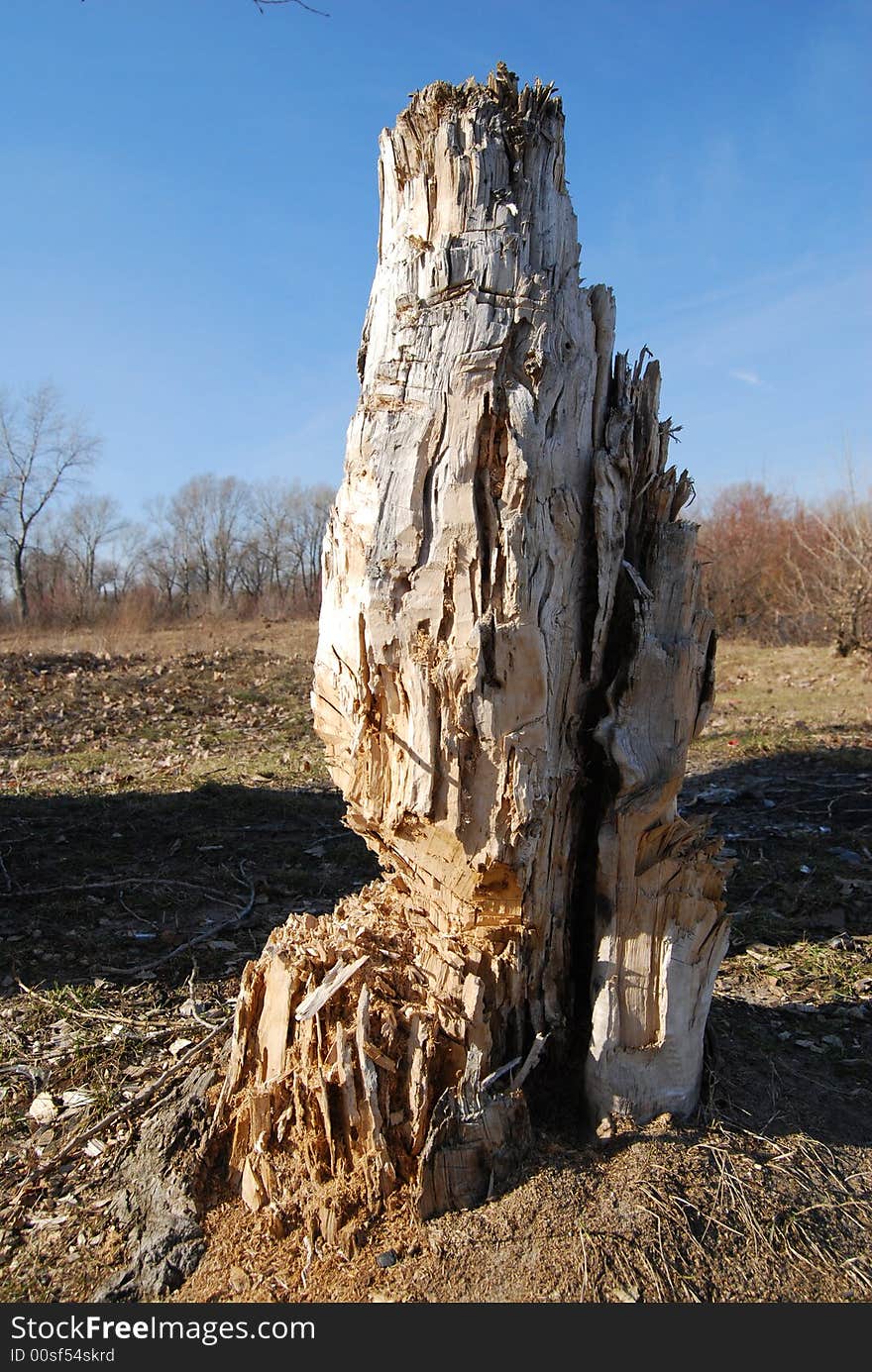 Destroyed tree