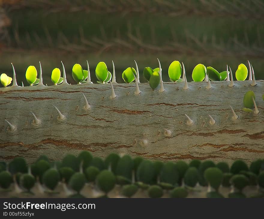 Close up of line of green leaves alight by sun. Close up of line of green leaves alight by sun