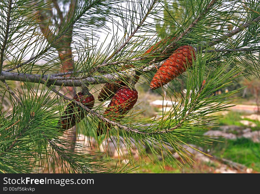 Pine branch