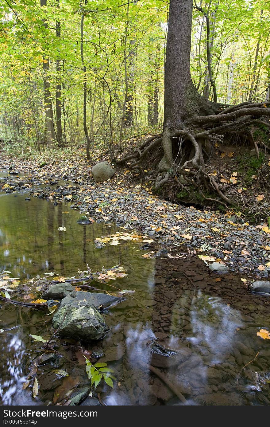 Forest creek in fall time, Poland