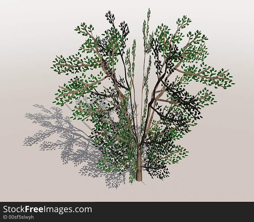 Rendering of a tree with shadow