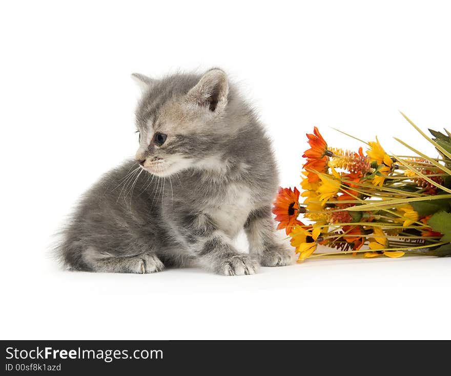 Kitten and flowers