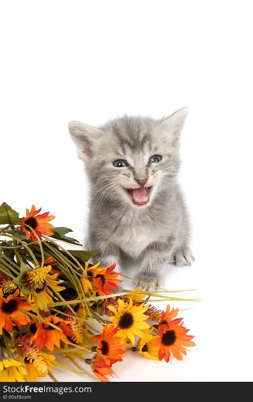 Gray Kitten And Flowers