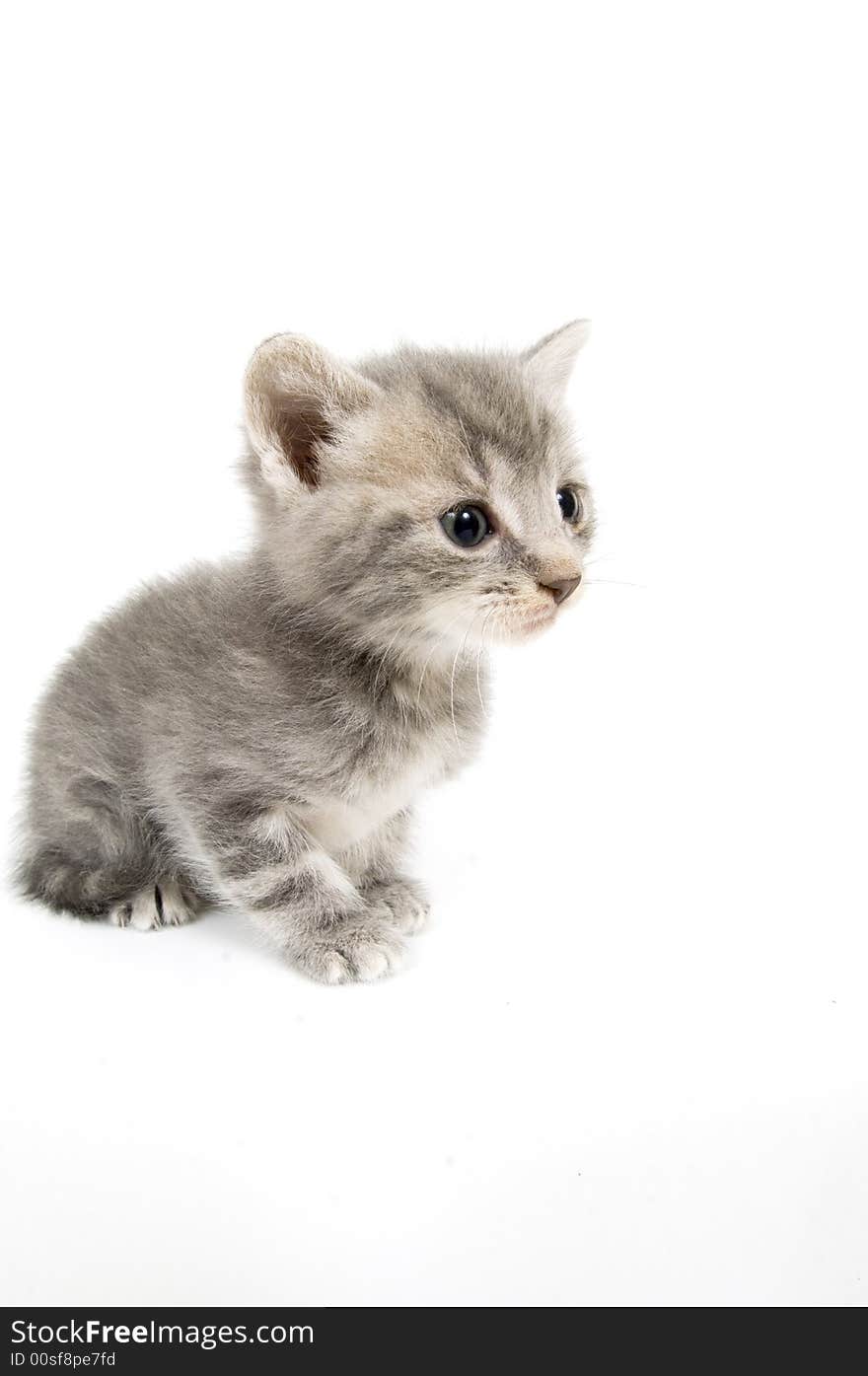 A wide angle photograph of a gray kitten on a white background. A wide angle photograph of a gray kitten on a white background