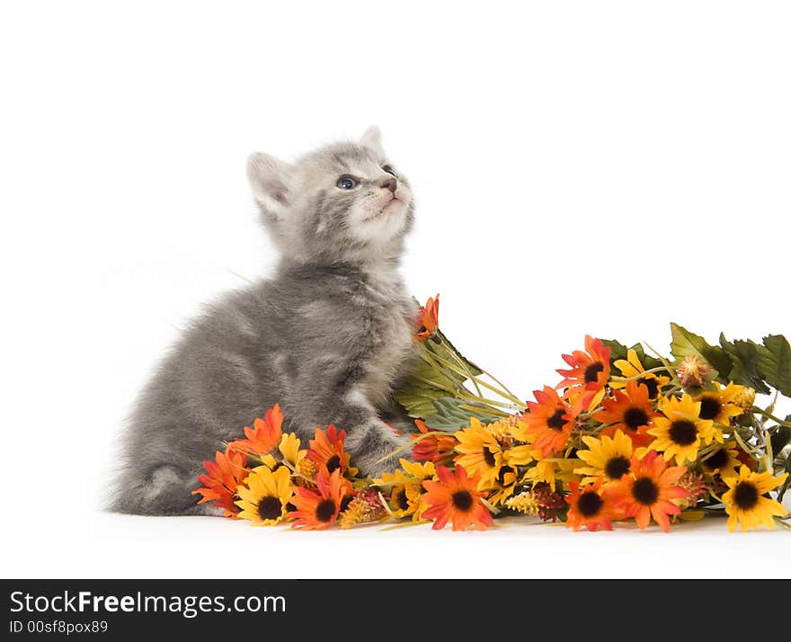 Gray Kitten and flowers