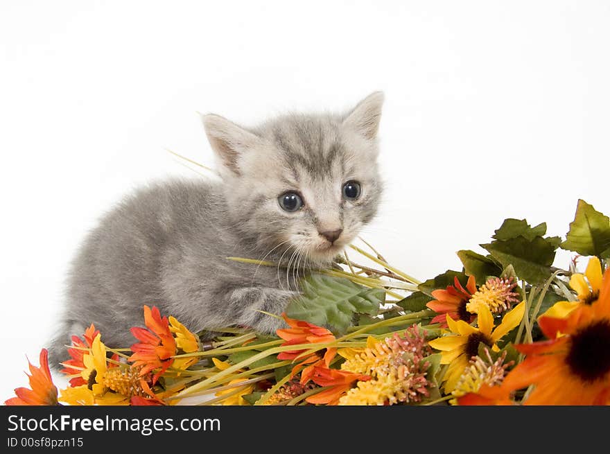 Gray Kitten And Flowers