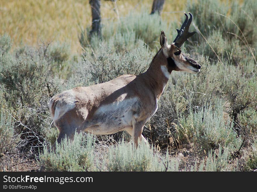 Pronghorn Buck Antelope