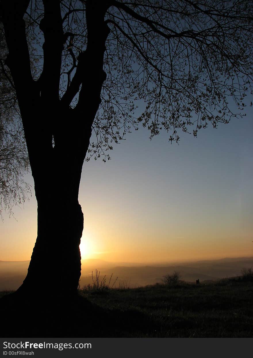 Sunset Hiding Behind The Tree