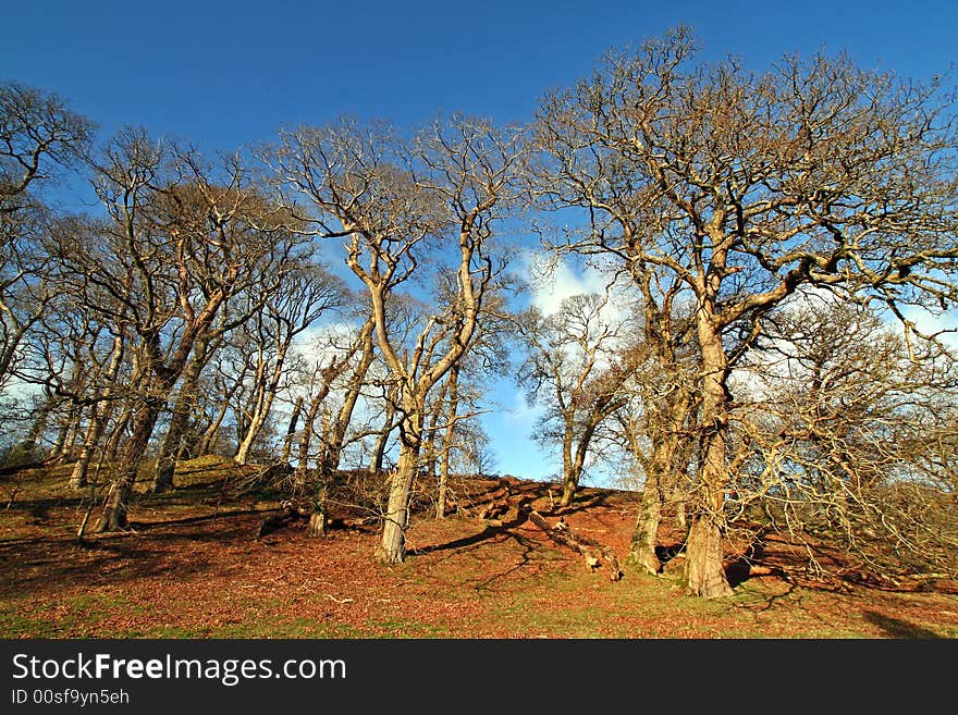 Wide angle shot of ancient trees in winter. Wide angle shot of ancient trees in winter