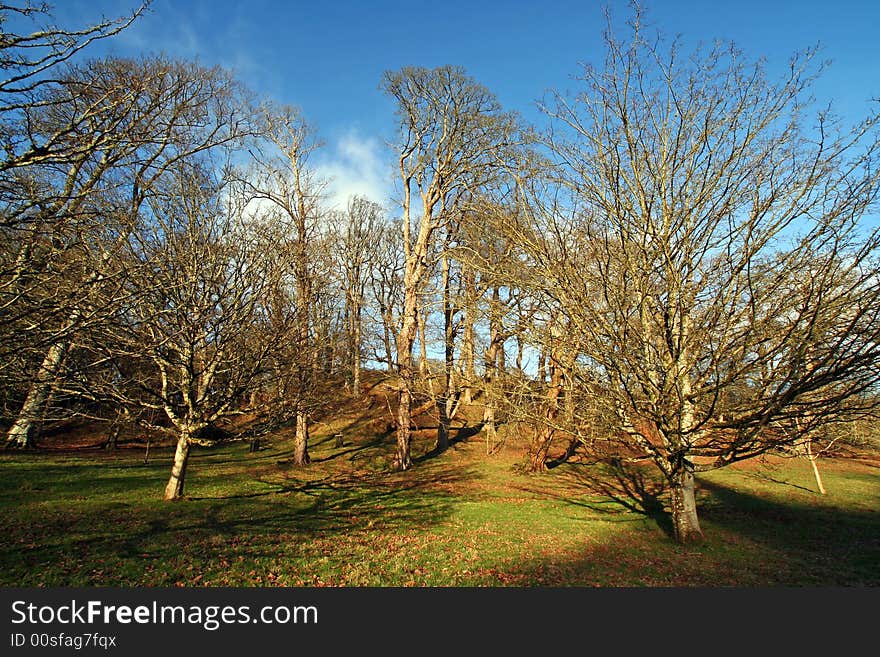 Winter trees