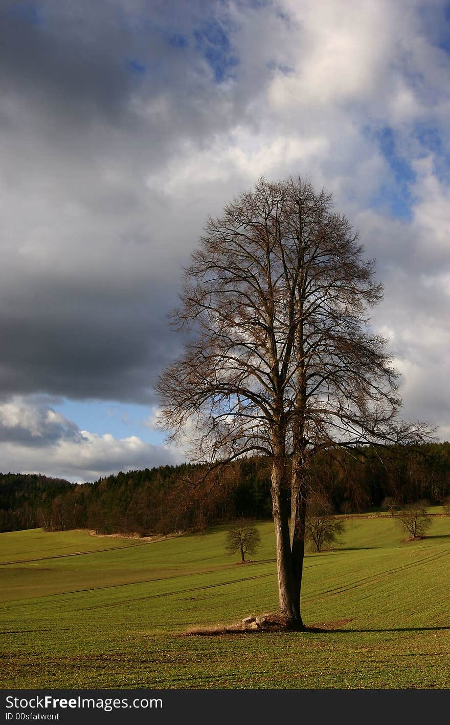 Tree in a meadow