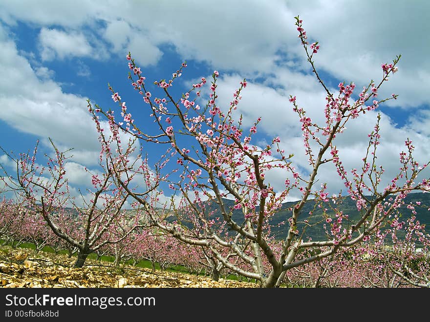 Horizontal image of peaches orchard blooming