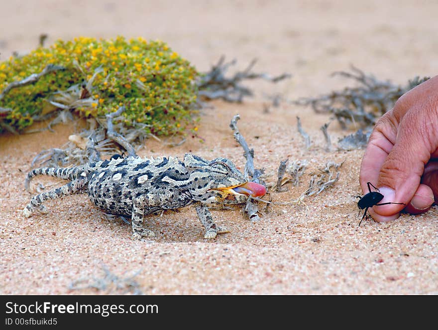 This is an African toad eating a beetle on the coastline desert of  Namibia south Africa. This is an African toad eating a beetle on the coastline desert of  Namibia south Africa