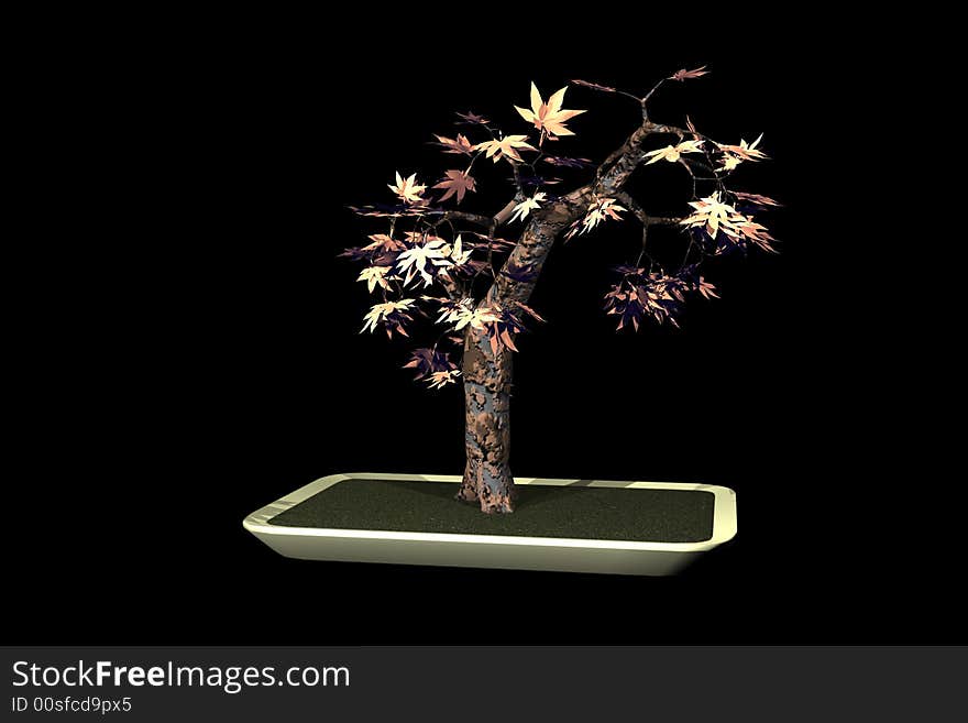 Chinese Bonsai.