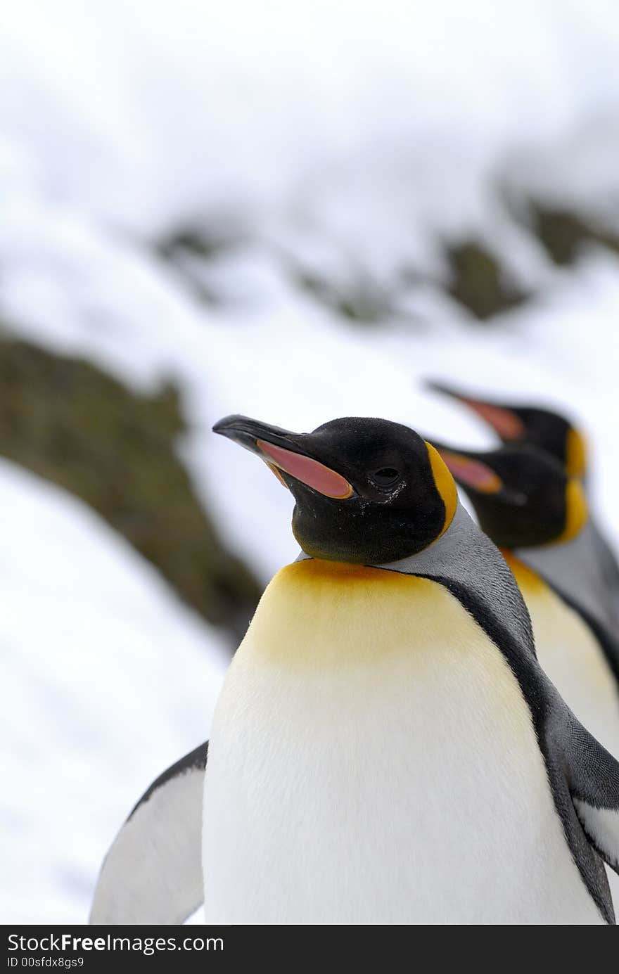 The King Penguin (Aptenodytes patagonicus) is the second largest species of penguins