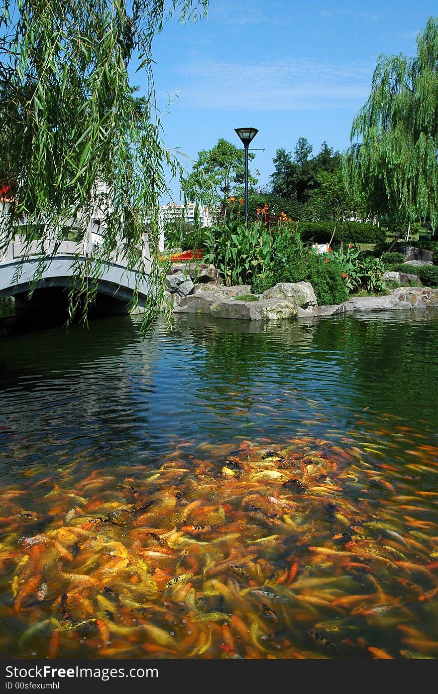 Bridge and fish