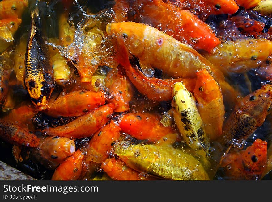 Artificial breeding fish in a park, wenzhou, China.