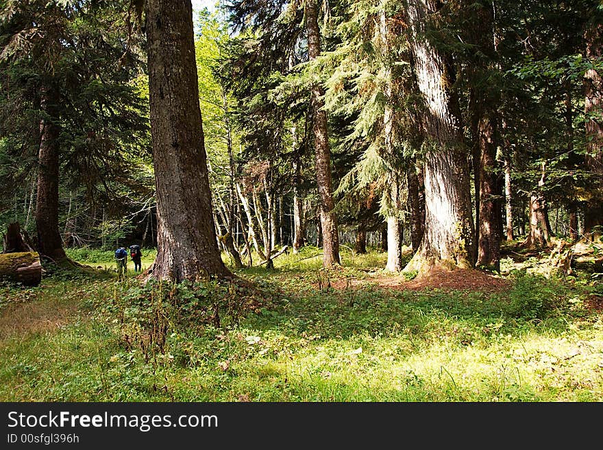 This perspective of hikers in Enchanted Valley area of the Olympic National Park shows just how large the trees have become in this virgin forest. This perspective of hikers in Enchanted Valley area of the Olympic National Park shows just how large the trees have become in this virgin forest.