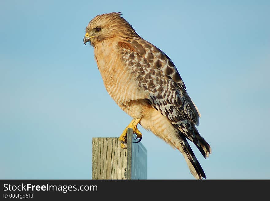 A foraging Red-shouldered hawk