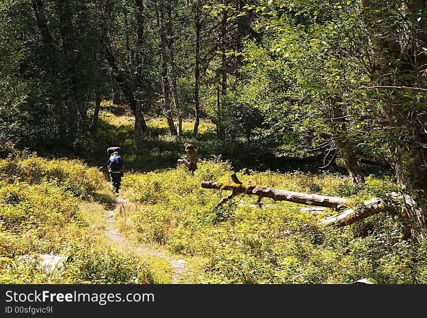 Hiking under the canopy of the forest during the hot hours of a Summer's day. Hiking under the canopy of the forest during the hot hours of a Summer's day.