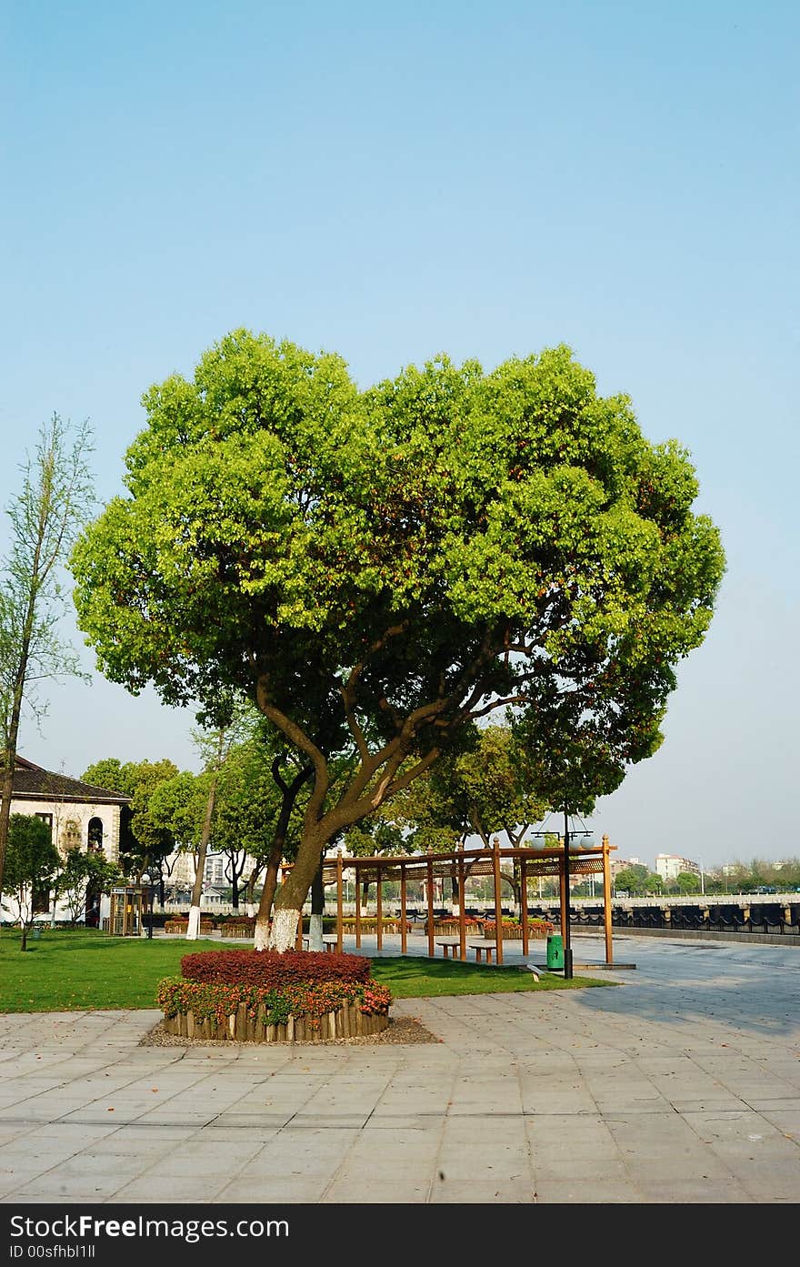 Tree in street