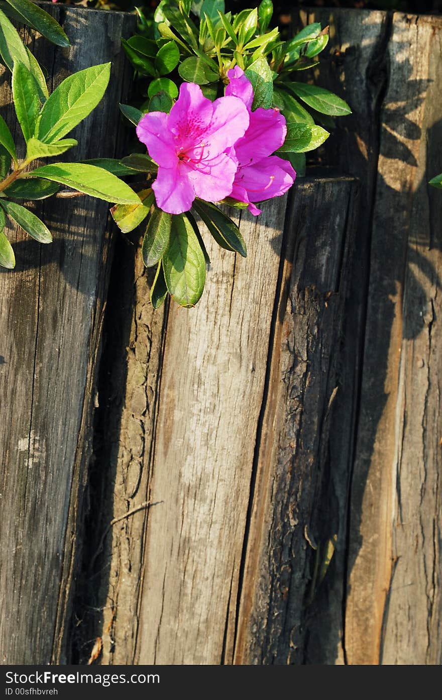 Azalea And Wooden Fence