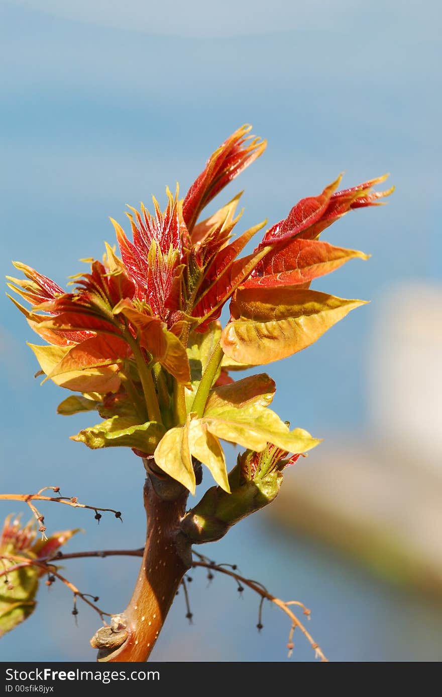 Spring tree on a background blue sky