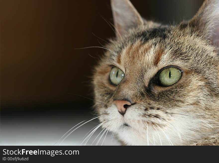 A pretty tiger cat with green eyes. Copy space on the left.